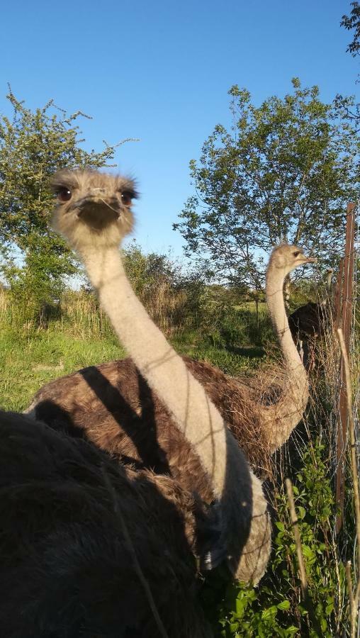La Cabane Perchee Villelaure Zewnętrze zdjęcie